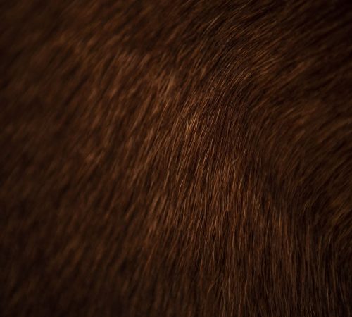 animal-hair-of-fur-cow-leather-texture-background-2022-10-05-23-09-58-utc