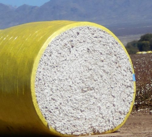 cotton-cotton-picking-round-baled-cotton