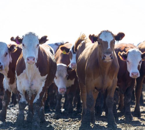 group-of-cows-in-intensive-livestock-farm-land-ur-2021-08-26-17-19-53-utc