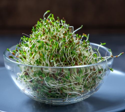 microgreen-sprouts-alfa-alfa-2021-08-27-22-34-37-utc (1)