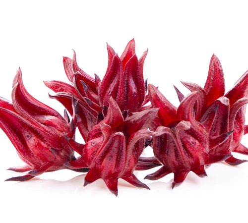 roselle-hibiscus-on-white